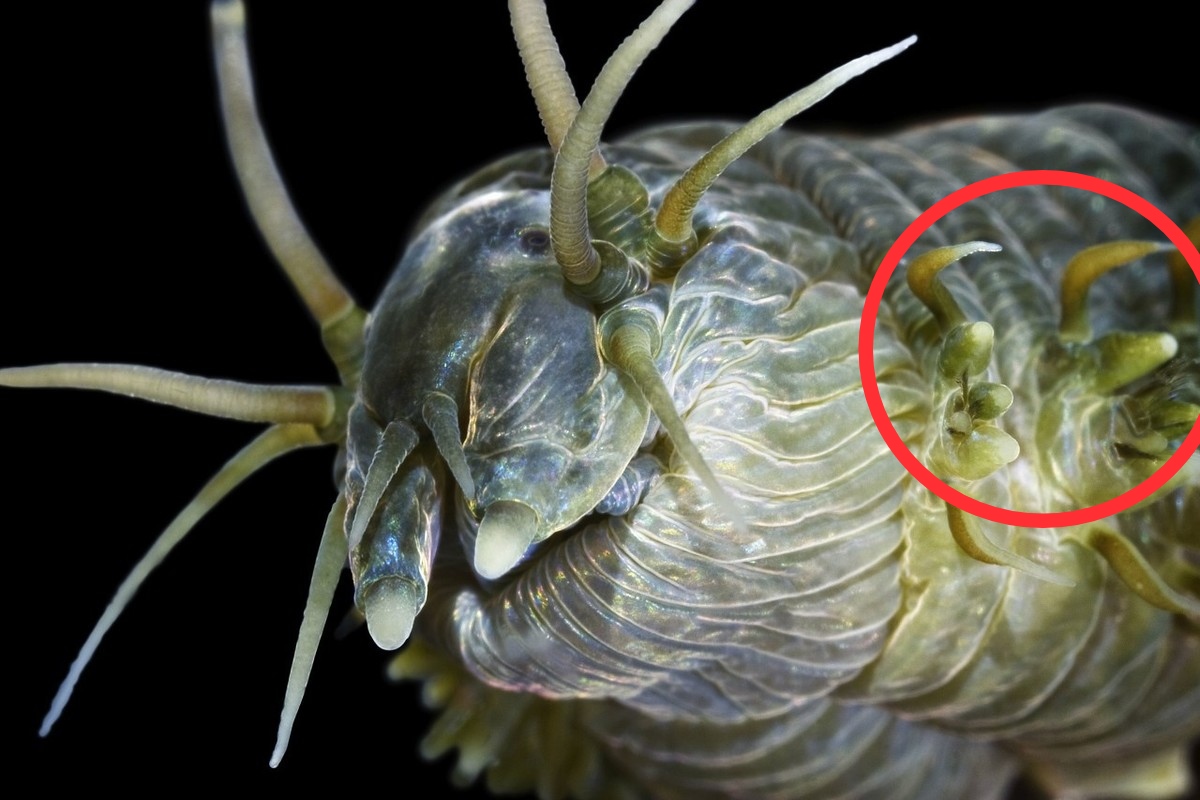 沙蚕活饵可以钓淡水鱼,天然钓饵活沙蚕