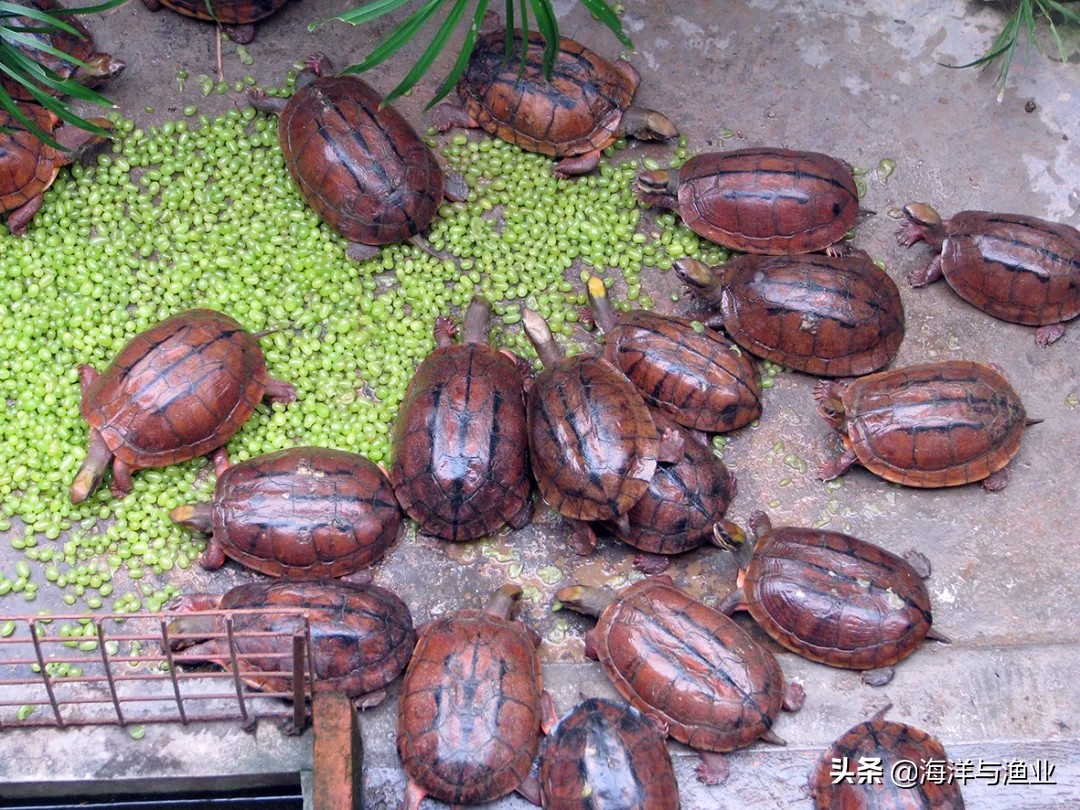 李艺全球人工繁殖金钱龟第一人,广东惠州博罗李艺金钱龟养殖基地
