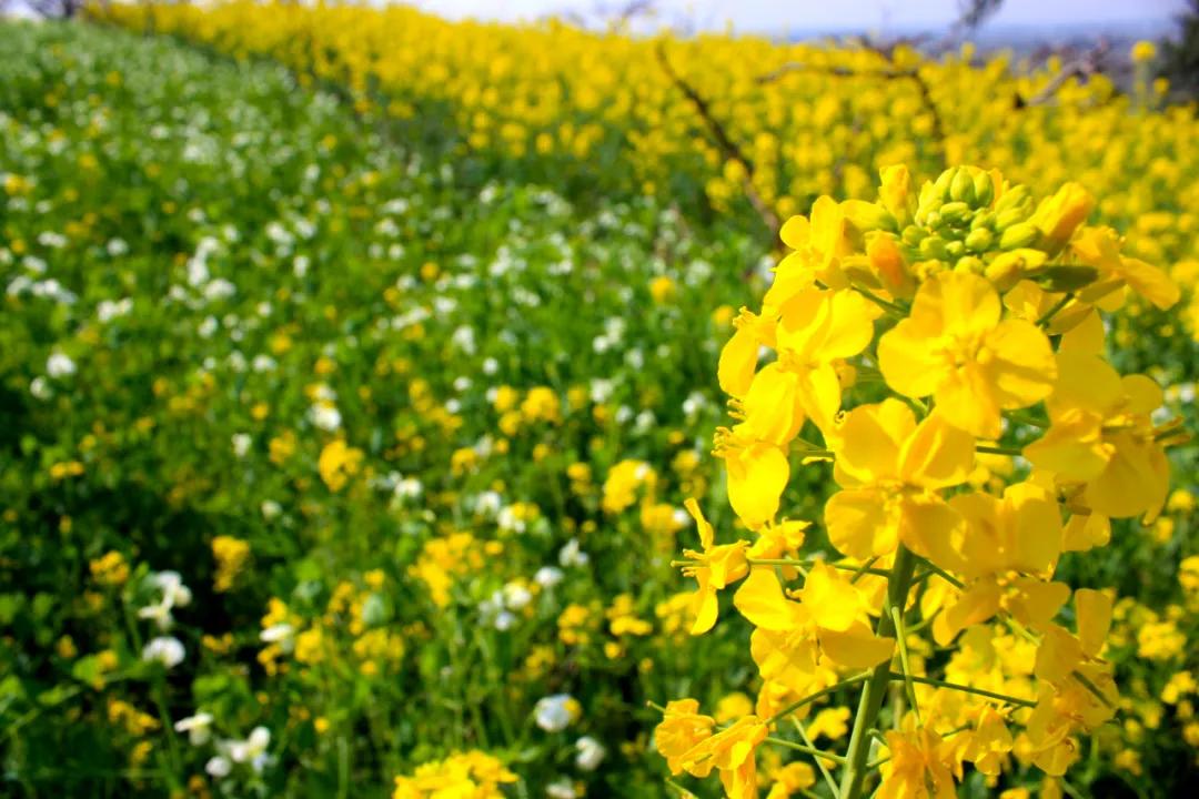 蒲公英用日语怎么说,蒲公英怎么说日语