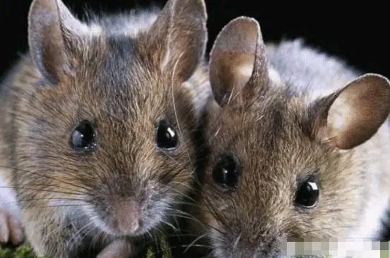 哪些野生动物不能吃对身体有害,几种野生动物有病毒不能吃