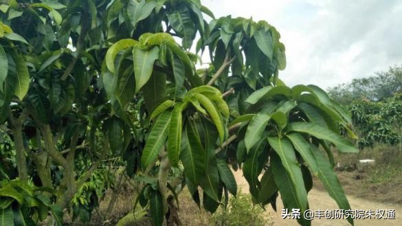 海南芒果催早花技术,芒果催花用噻苯隆配什么药剂