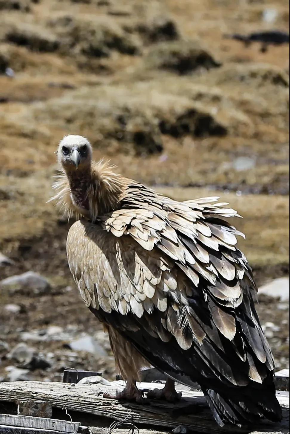 丝路甘孜川西秘境纪录片,丝路甘孜康藏秘境第五站