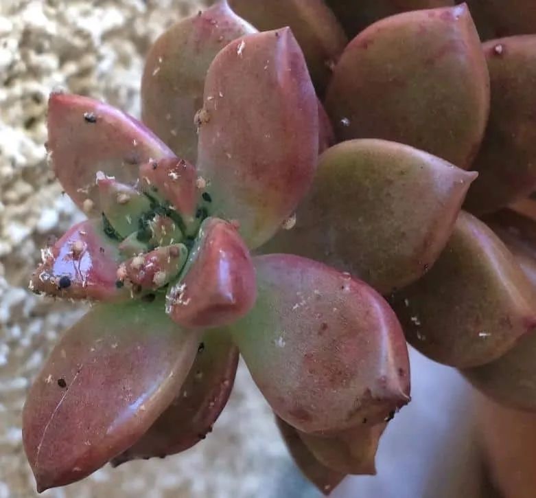 夏天蚧壳虫出来了打什么药,为什么一到夏天就长蚧壳虫