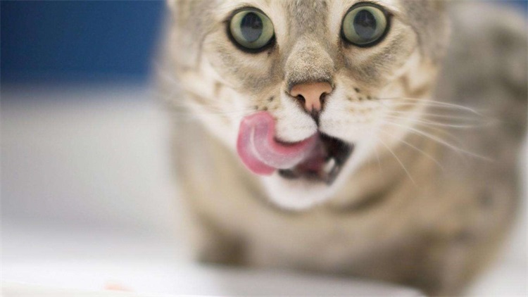 家里坚决不让养猫如何解决,邻居养猫扰民怎么解决