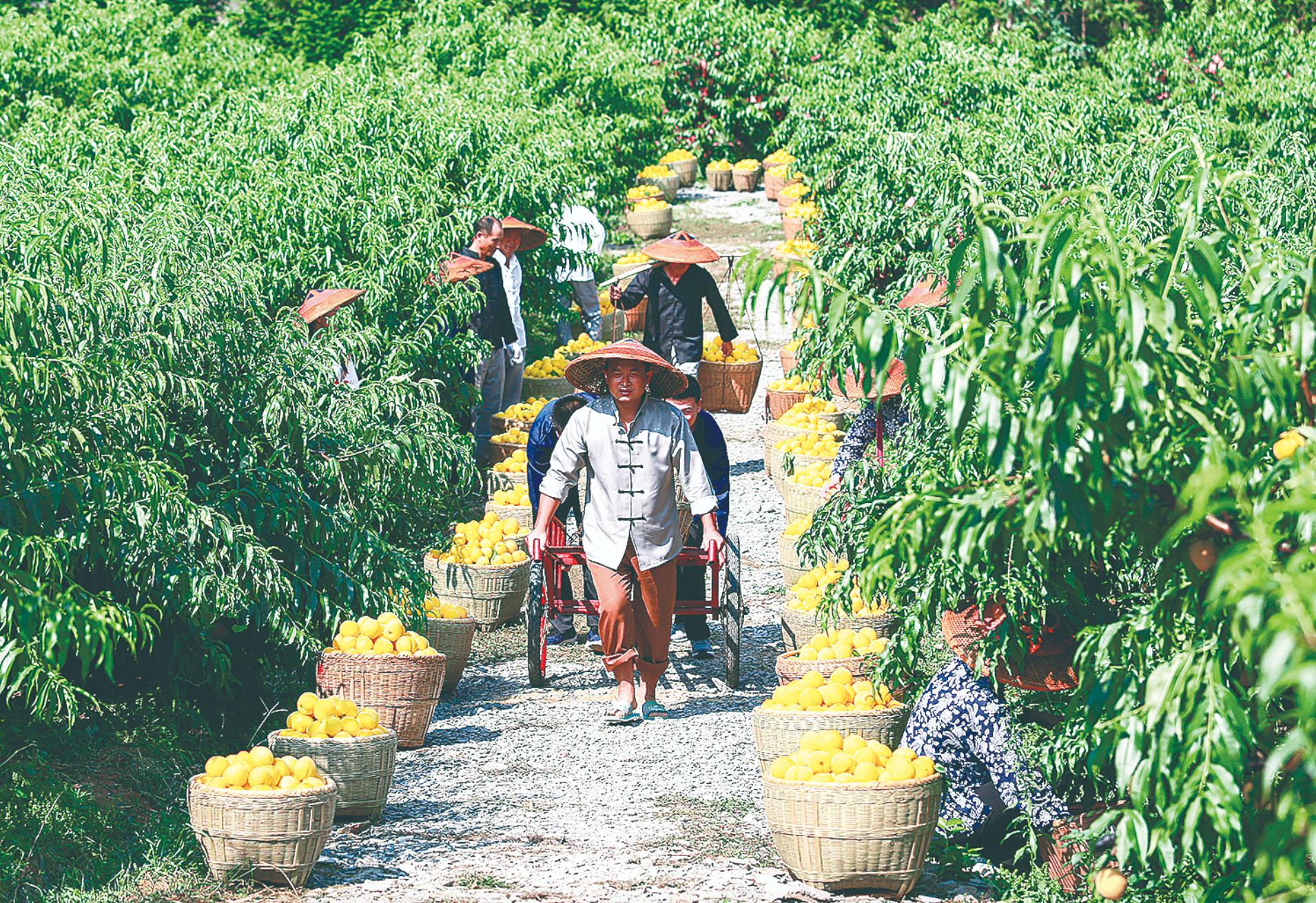 炎陵黄桃的特点,炎陵黄桃的资料