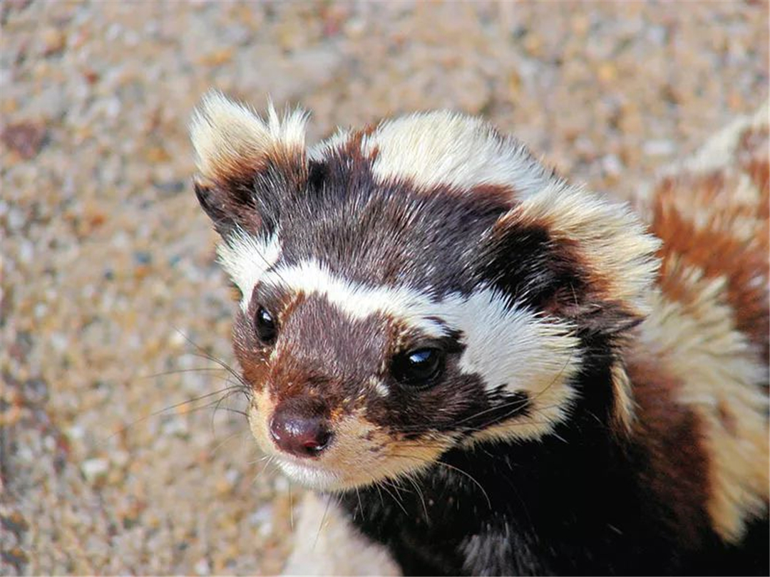沙漠捕鼠高手视频,新疆沙漠中长相奇特的小老鼠