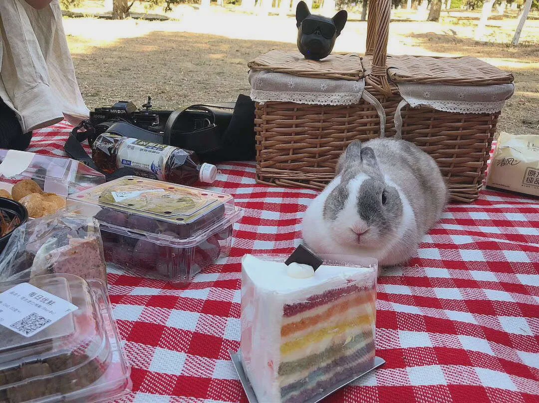 向往的生活锅碗瓢盆分别被谁养,向往的生活锅碗瓢盆4只狗