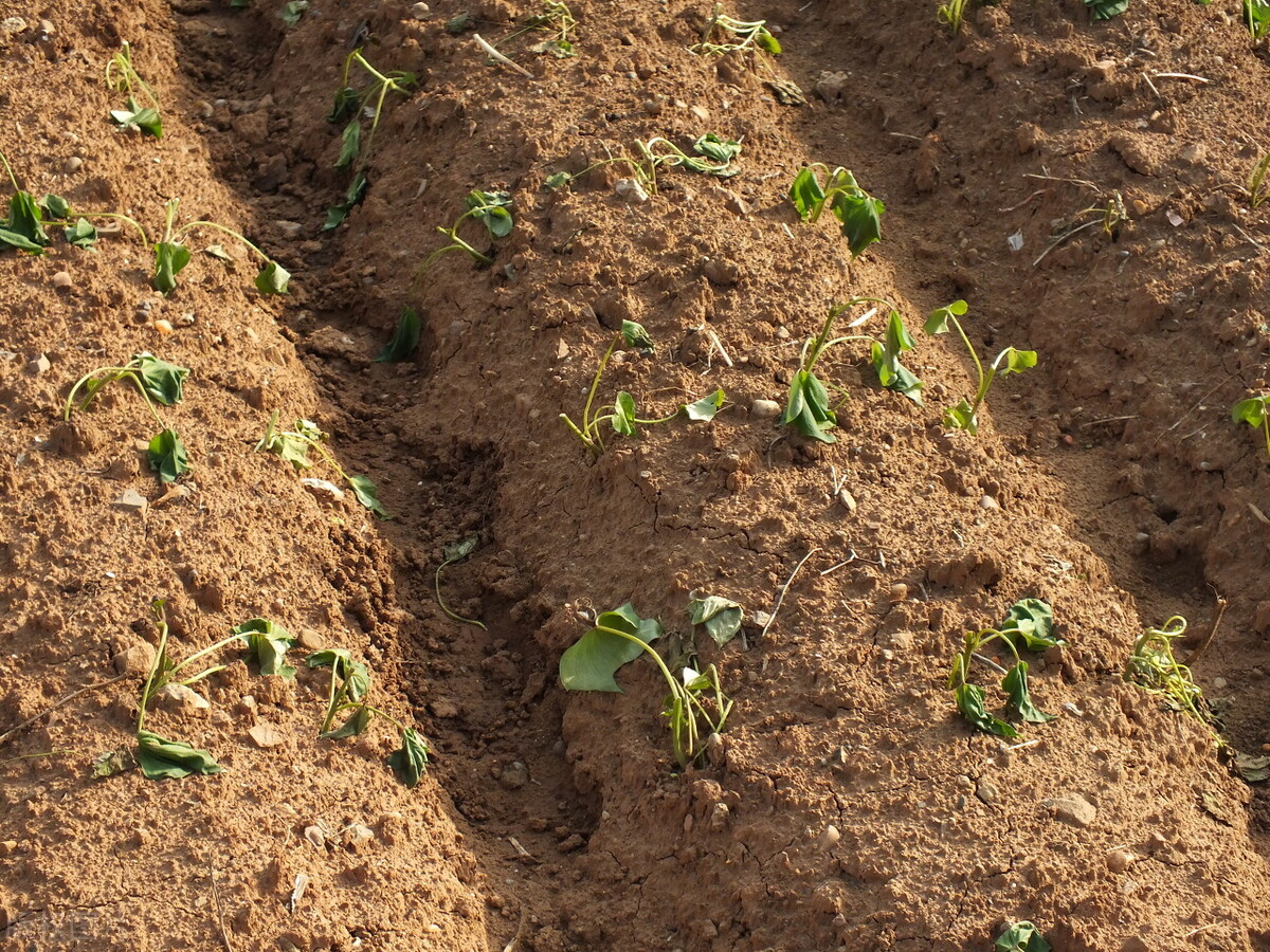 红薯一般怎么种秧苗,红薯怎么种才高产