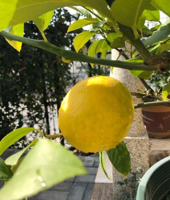 柠檬树不开花不结果要怎样养护呢,盆栽柠檬树果实长不大为什么