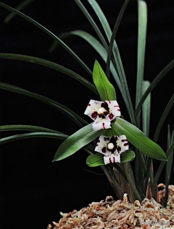 中国兰花名品录,春兰兰花名品大全