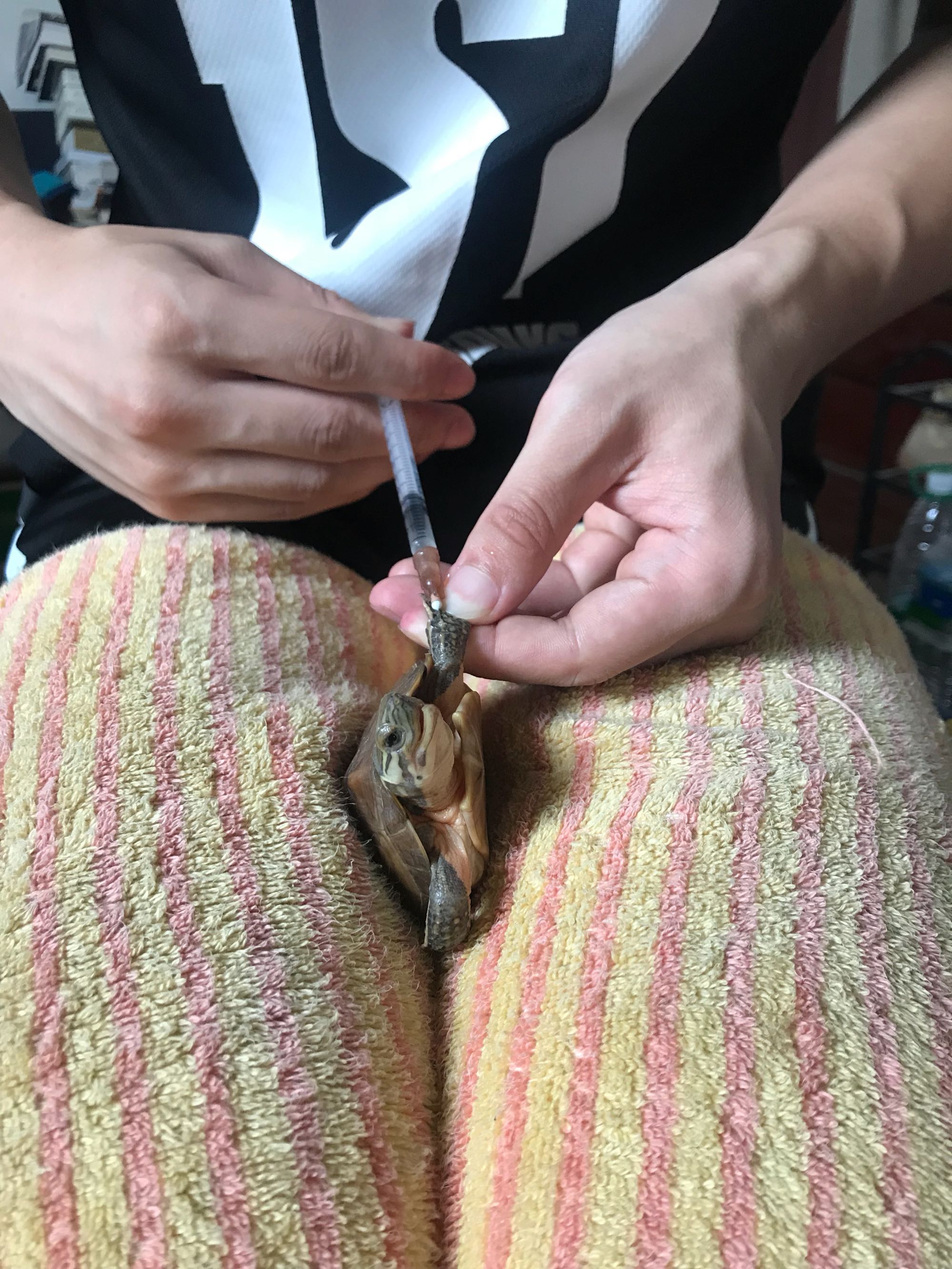 深水养龟溺水症状,乌龟溺水急救案例养龟必看