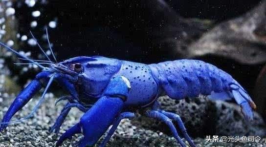 扒一扒大众甲壳虫的一串黑历史,扒小龙虾的视频