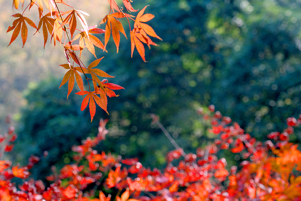摄影入门9大必学基础之对焦篇,人像摄影对焦技巧和方法