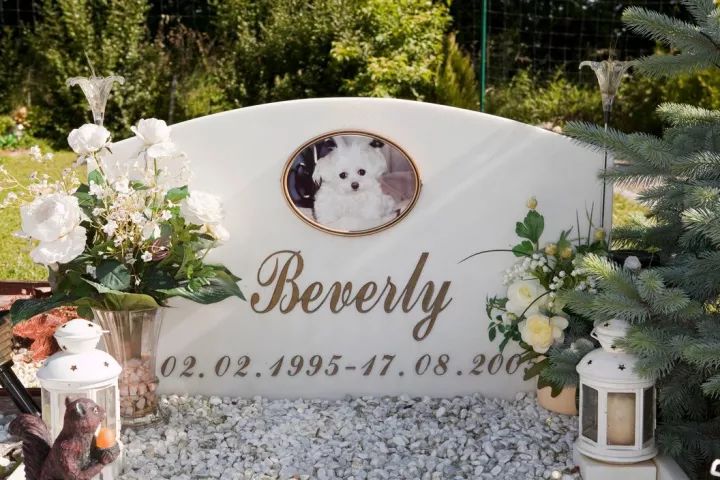 犬的记忆｜世界摄影经典