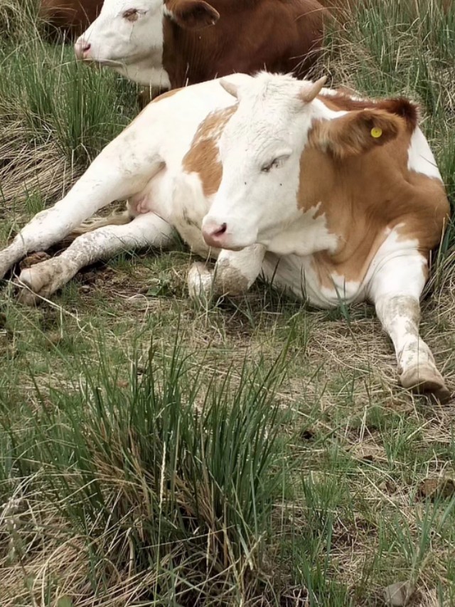 牛尾上的秘密，竟还能看出母牛怀没怀孕！