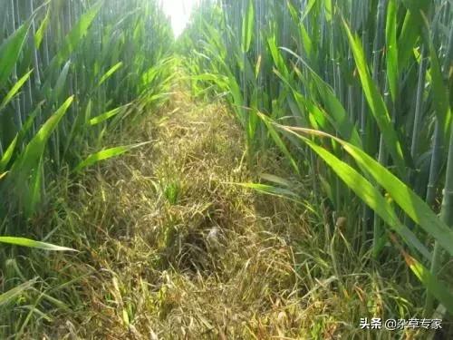 恶性杂草茅草专用除草剂,除草剂除顽固性杂草