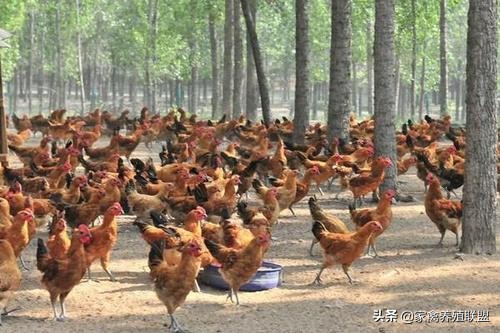 养鸡100万一亩利润,养鸡赚了20万一个月鸡舍烧了