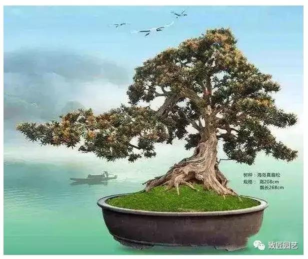 九款罕见名贵盆景懂行一眼就看上 (全世界最贵的100棵真柏盆景)