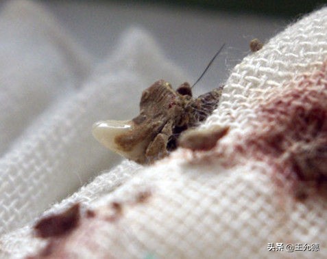 狗子口腔有问题会有什么反应,狗得口腔溃疡会有什么症状