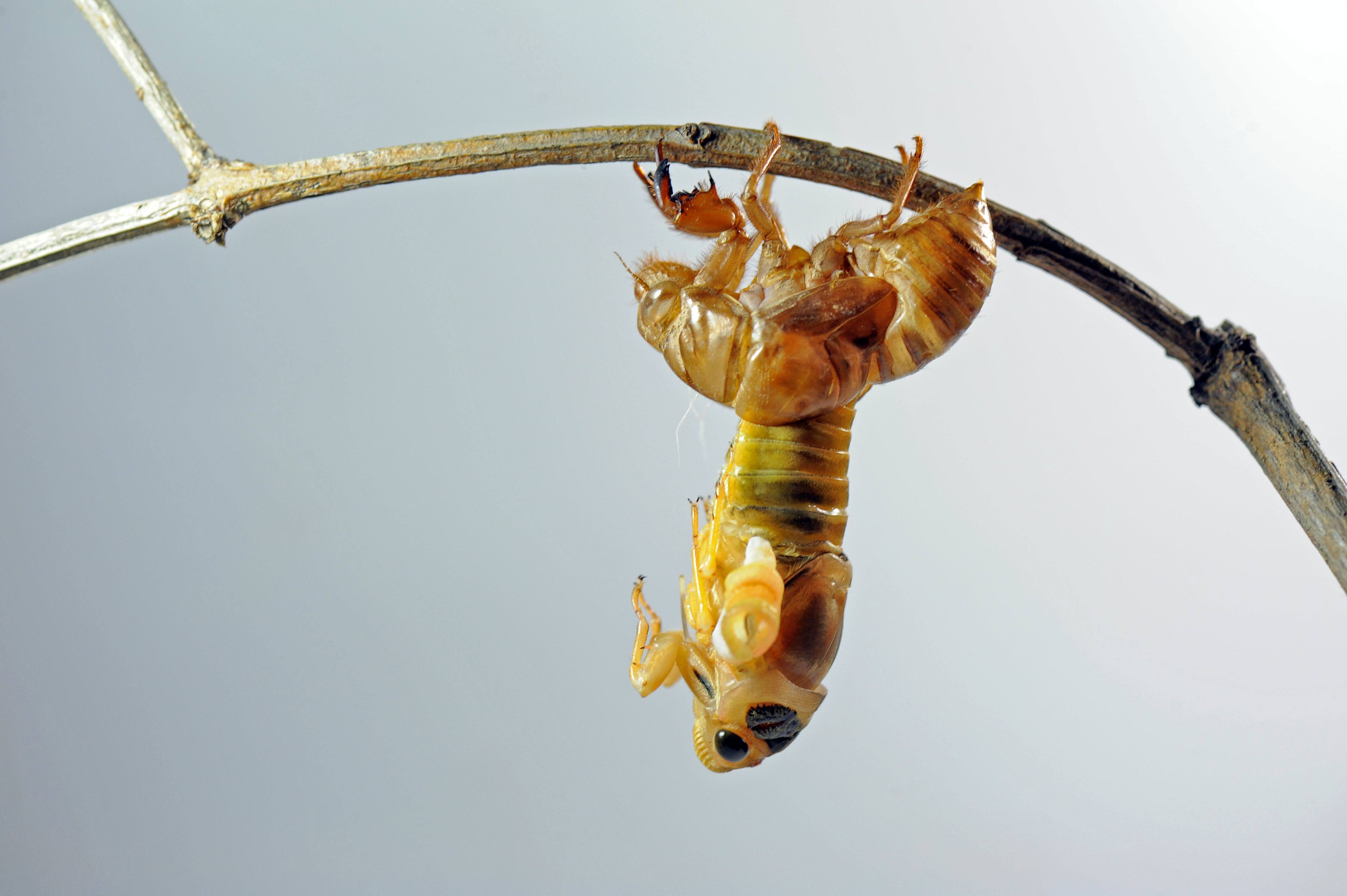 金蝉养殖注意事项,金蝉养殖的方法和注意事项