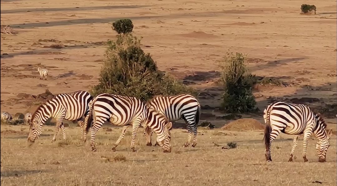 华为p30pro徕卡拍摄,华为p30pro徕卡