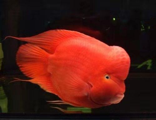 鱼饲料是给懒人用的，还原活食的老三样，回归观赏鱼的自然食谱