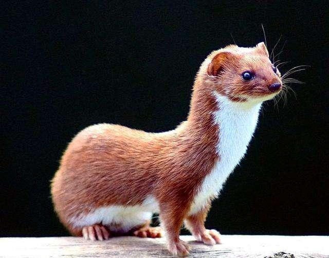 黄鼠狼为什么叫做黄大仙科学原理,老祖宗为什么说黄鼠狼不能抓