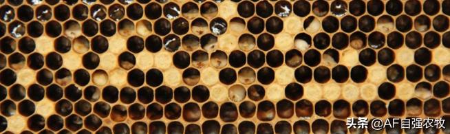 蜜蜂病虫害的防治技术,蜜蜂要怎么防治病虫害视频