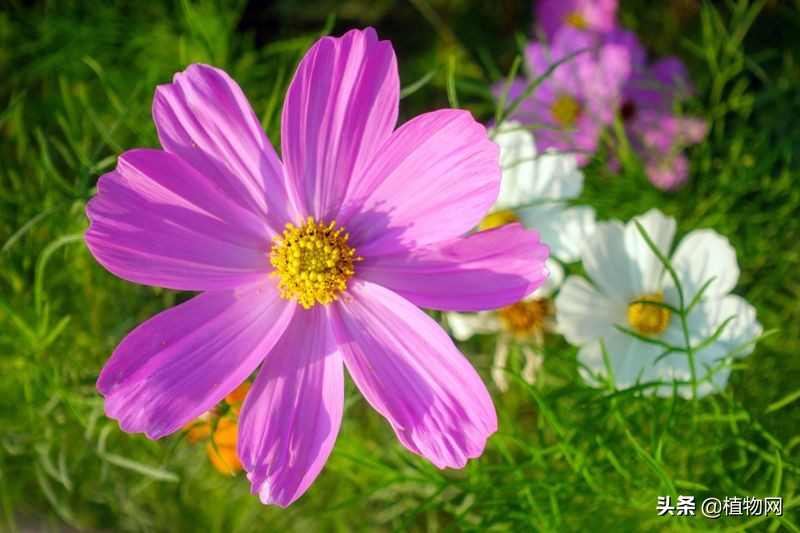 波斯菊种不活,波斯菊长得不大是什么原因