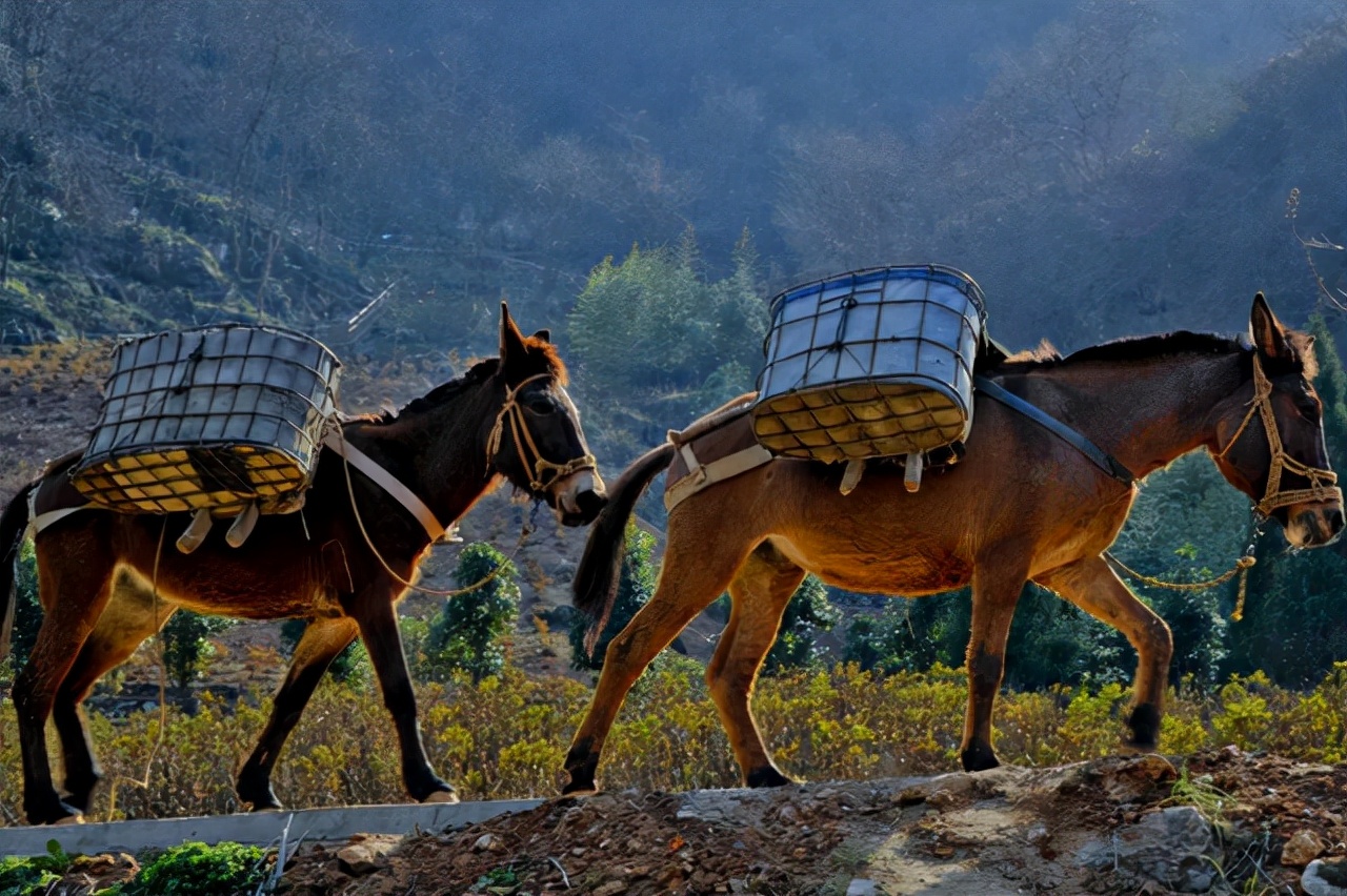 为什么骡子不能产生可育性后代,为什么骡子不能生育后代典故