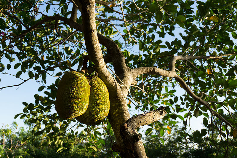 菠萝蜜种子要种几年才可以结果,菠萝蜜种子种出来的树能结果吗