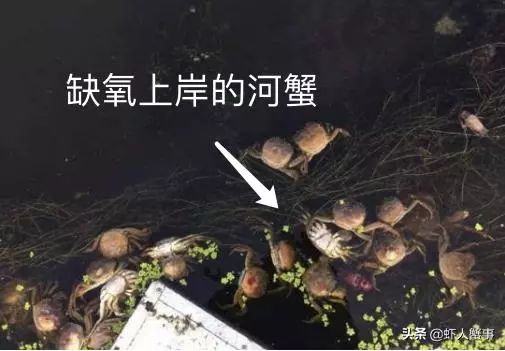 青蟹脱壳就死什么原因,河蟹无壳伤亡原因与处理