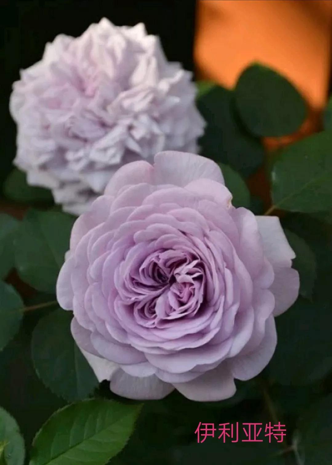 2020年木村卓功月季新品,木村卓功的月季都比较耐阴吗