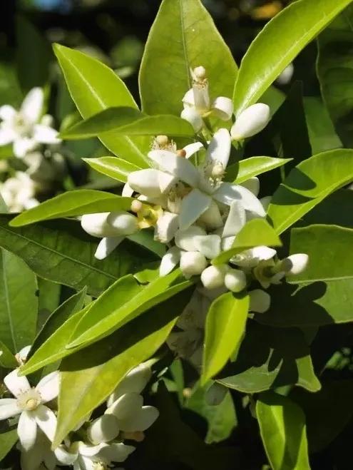 只闻过英国梨，你闻过法国伏茄梨？——玛帝尔德浪漫果香