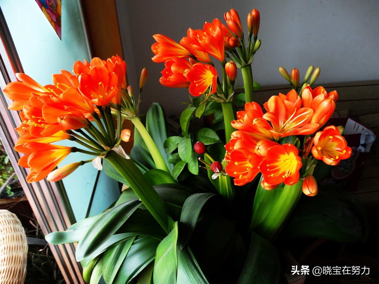 2022大冶公交线路,大冶公交线路查询