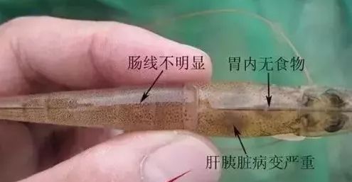 对虾养殖中红体常见的几个原因,对虾白斑红体怎么防治