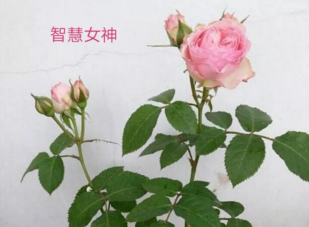 适合做切花的月季品种,十大公认最好切花月季