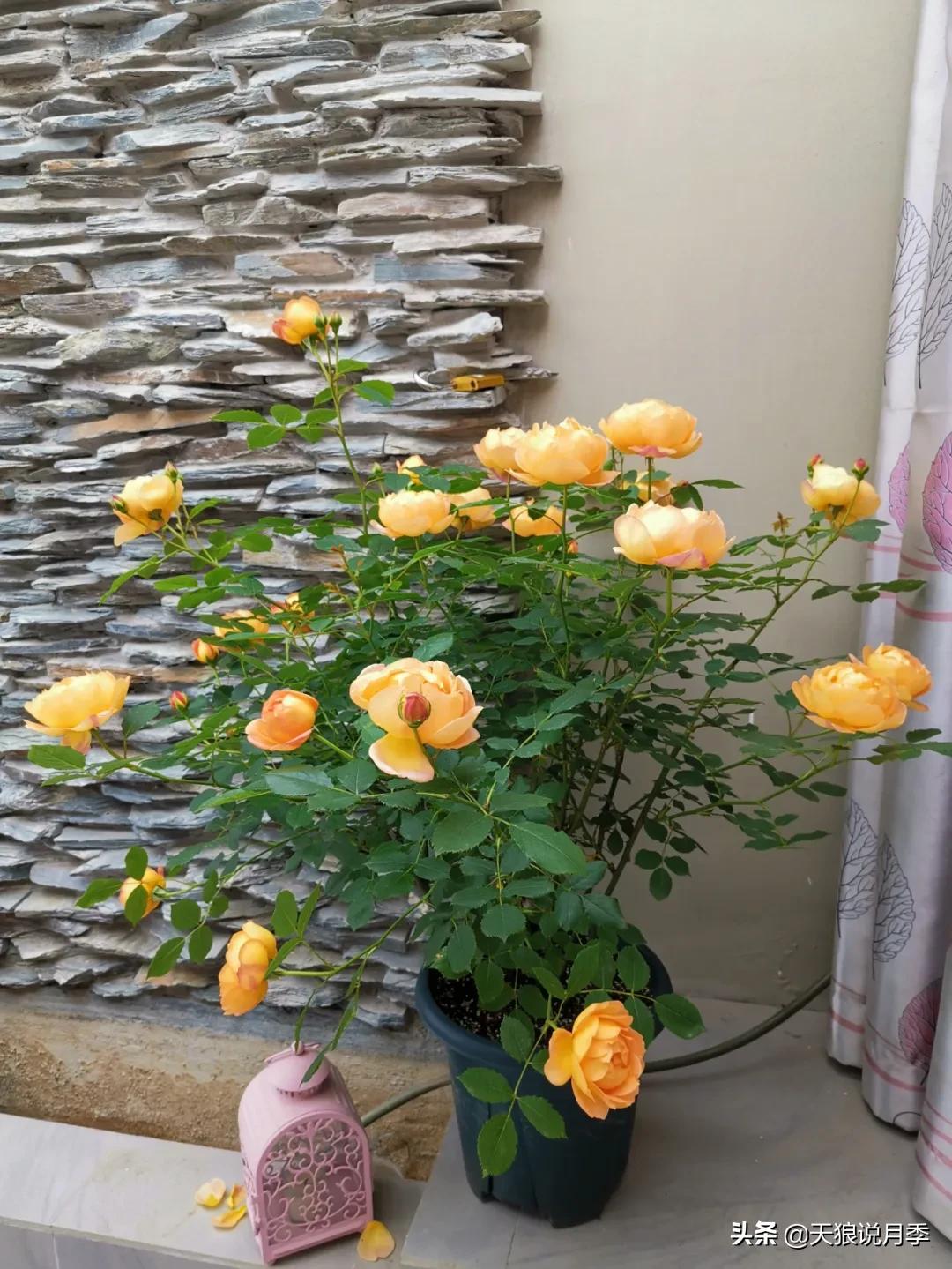 月季春季第一波花要不要剪,月季春季第一波花开后嫁接