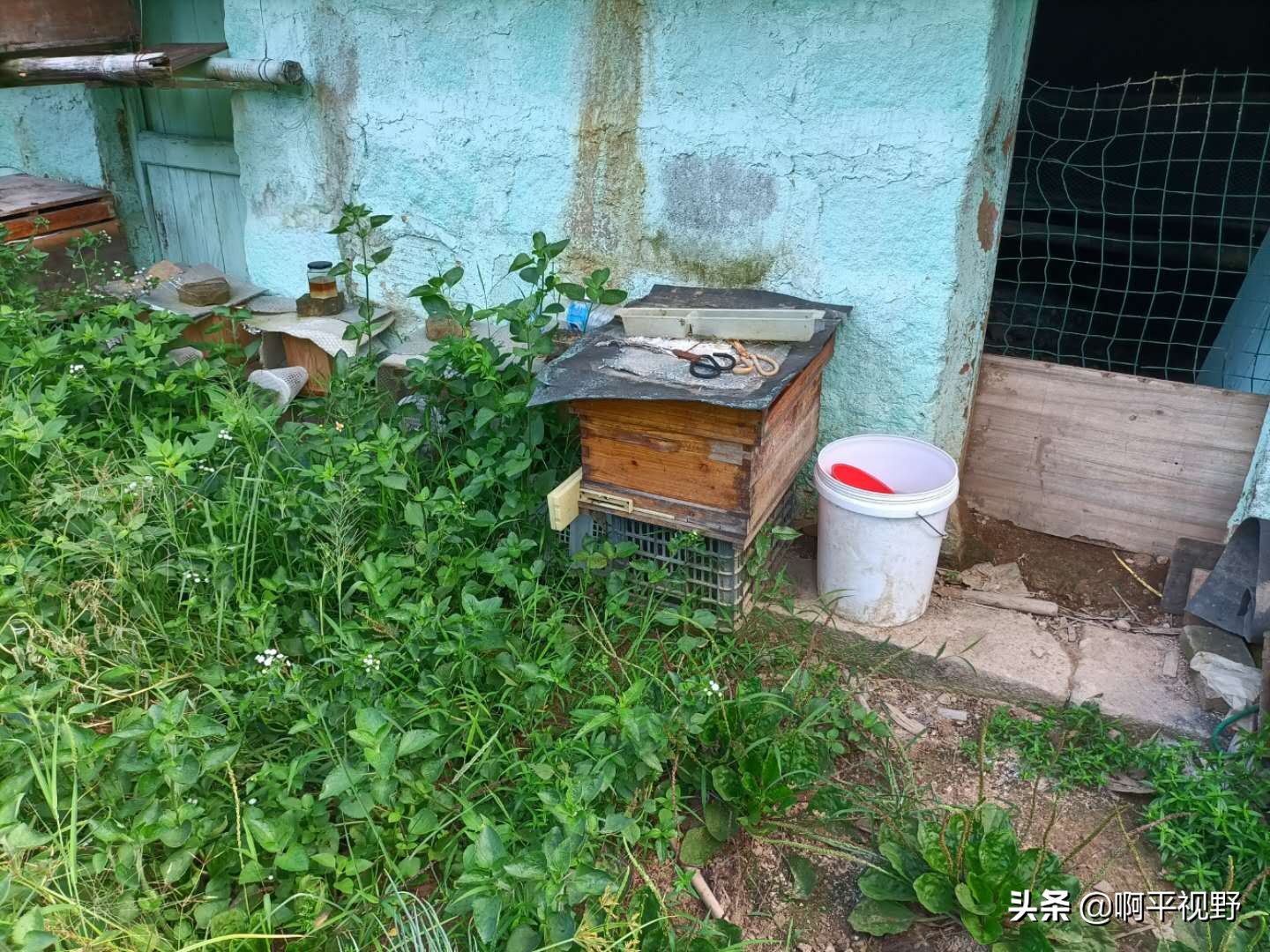 蜜蜂养殖管理与生产大全,2021年蜜蜂秋季养殖问题