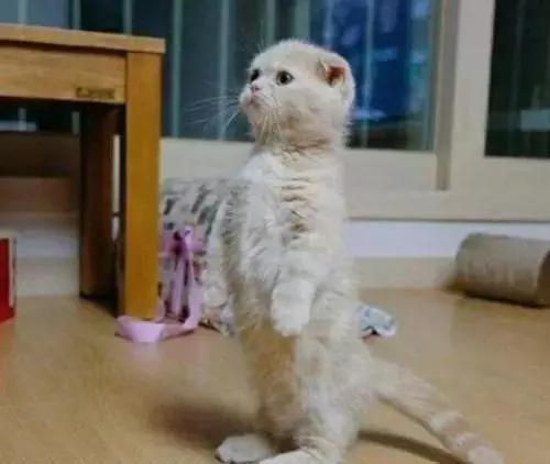 猫咪傲娇，为什么那么多人养？喜欢猫的18个理由，每个都无法反驳