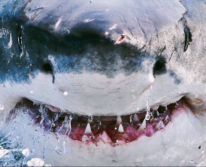 海洋中几乎无敌的大白鲨,真正的大白鲨和巨齿鲨的图片