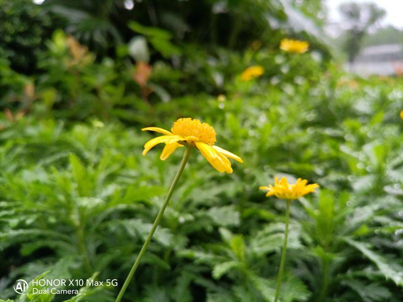 荣耀X10MAX大屏手机,荣耀x10max大屏优点在哪