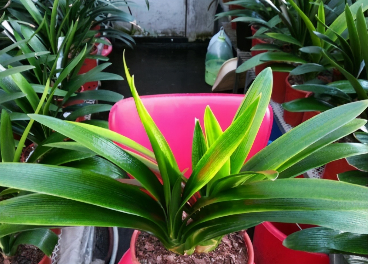 入夏君子兰小苗烂根如何处理,入夏君子兰如何换盆