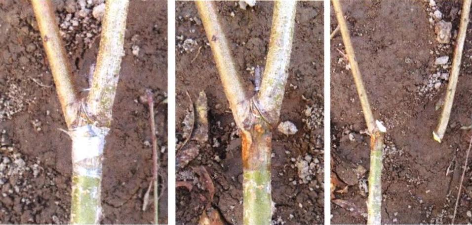 桃树苗7月份成熟品种,桃树苗品种如何选择