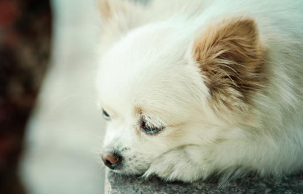 治疗抑郁的五种狗狗,狗狗抑郁怎么治疗最快最有效