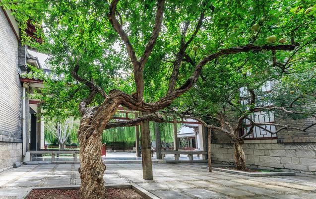 小院种树的位置和风水,种5棵树寓意