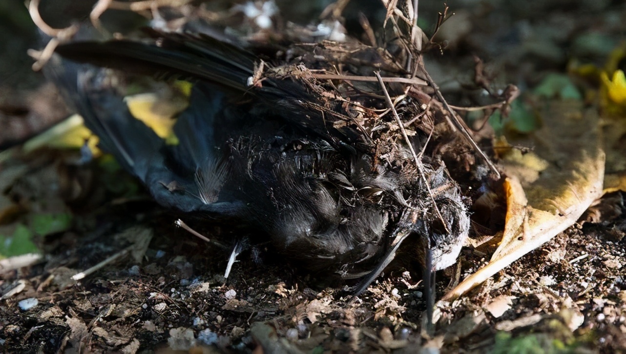 忘了传播种子的使命？捕鸟树被进化带偏，开始以“杀鸟为乐”？