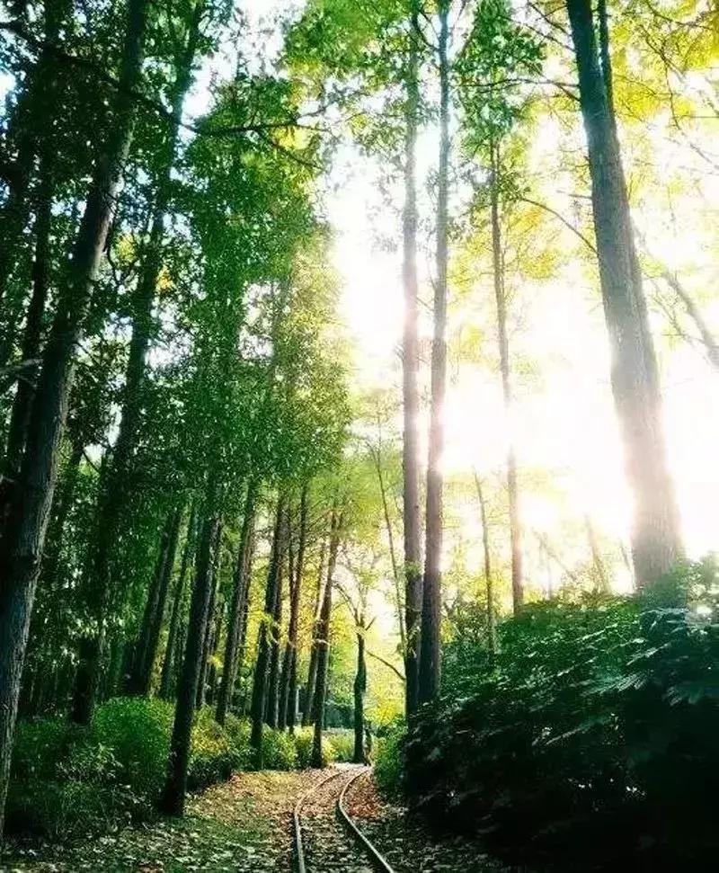 杨树浦、五角场、工人新村……“大杨浦”为什么这么大？