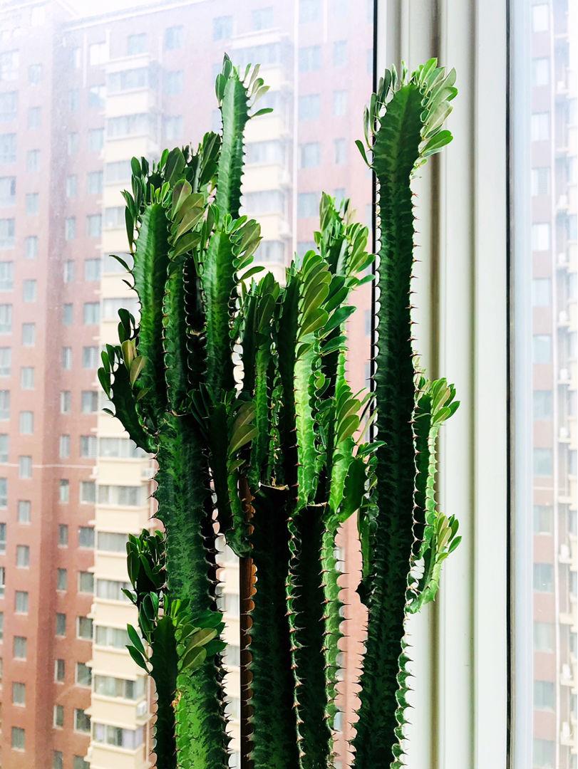 5种霸气花，个个“丑八怪”却吉利镇宅，丢在角落不管，一样爆棚