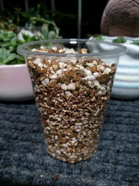 栀子花月季花叶子发黄有黑斑点,茉莉栀子花叶子发黄怎么办